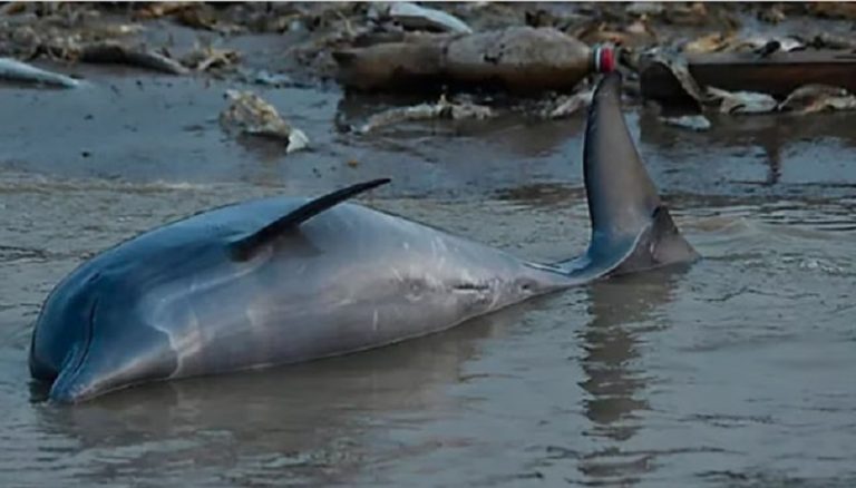 100 دلفين نافق في البرازيل!