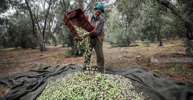 بالصور: فلسطين تنتج هذا العام نحو 10 آلاف طن من الزيتون!