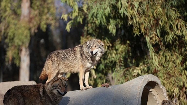 بالفيديو ـ ذئاب في اسطنبول ودببة في بورصة!