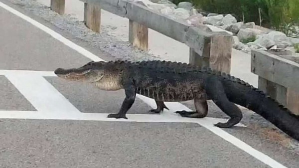 بالفيديو.. تمساح يثير الرعب في السعودية!