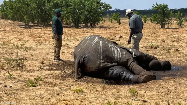 نفوق عشرات الافيال بسبب العطش!