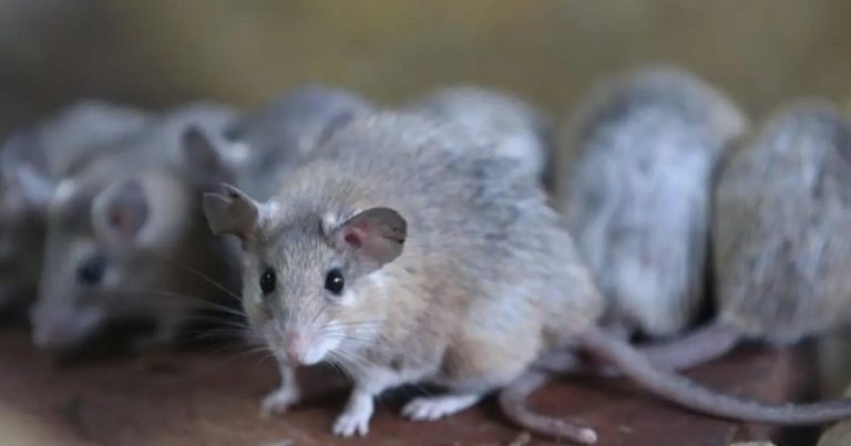 الفئران تغزو خنادق الجيش الأوكراني.. وكييف ترسل القطط لـ”المواجهة”!