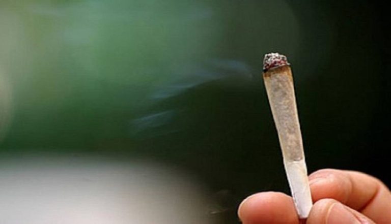 كمية كبيرة من حشيشة الكيف في الجنوب بقبضة الأمن!