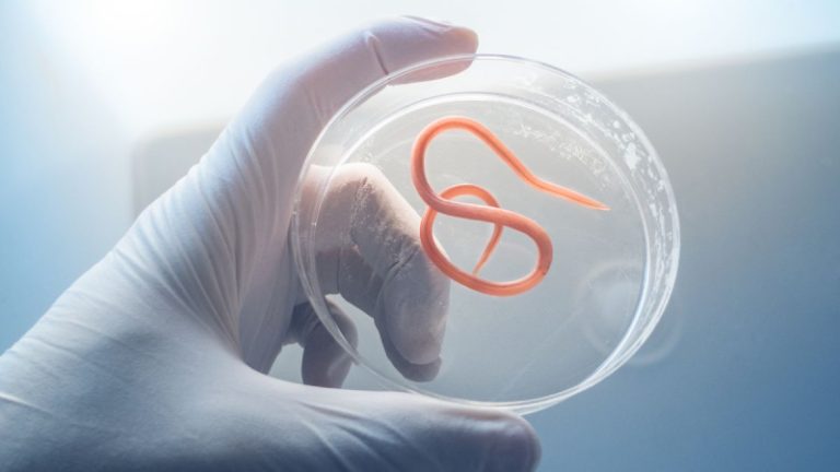 ديدان طفيلية تنتقل من السمك والقريدس؟