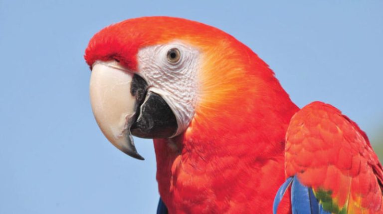 “حمى الببغاء” تقلق دولة!