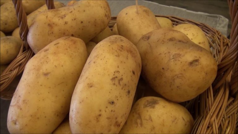 البطاطا تكافح الأمراض!