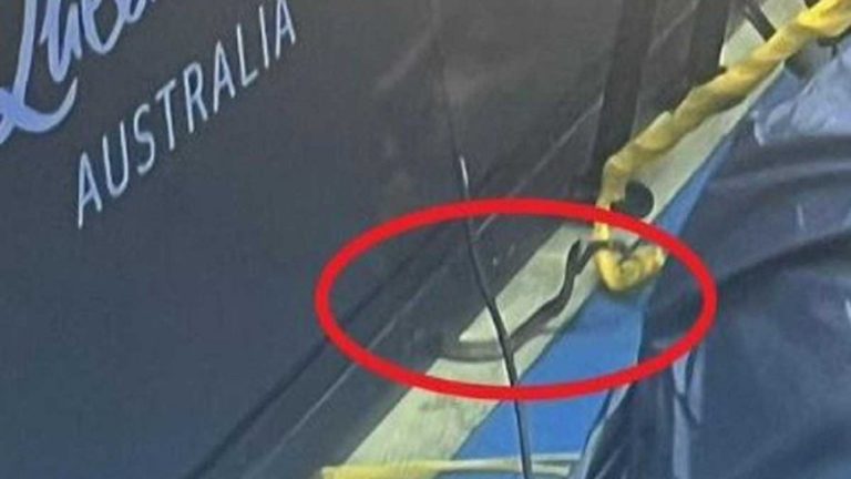 بالفيديو.. ثعبان يقتحم ملعب كرة مضرب!