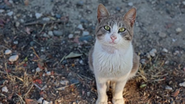 بالفيديو | عدوى الطاعون تنتقل في لبنان عبر القطط؟
