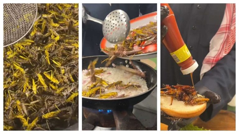 بالفيديو.. “برغر الجراد” في السعودية!