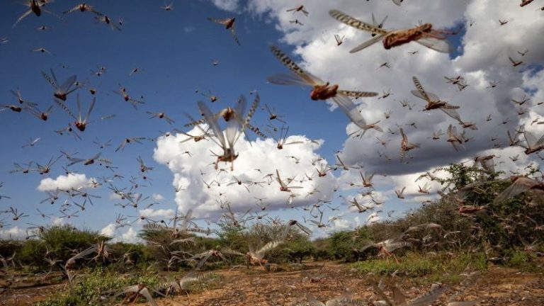 الجراد يغزو الحدود المصرية