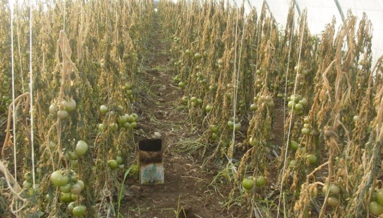 أضرار  زراعية في عكار بسبب العاصفة!