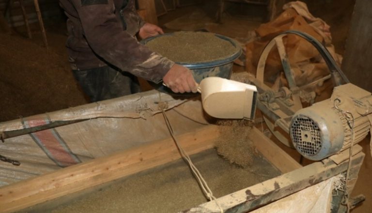 زراعة الحشيشة تحتضر!