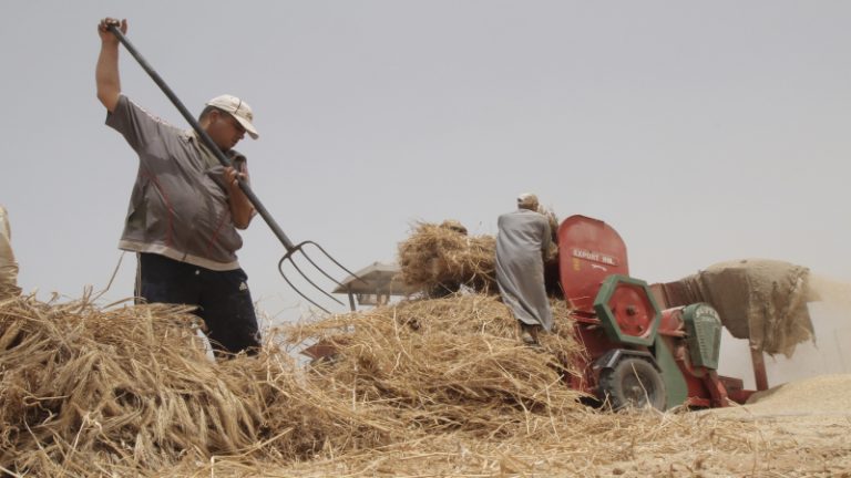 “الإقتصاد”: خطوات للمزارعين للإستفادة من الدعم