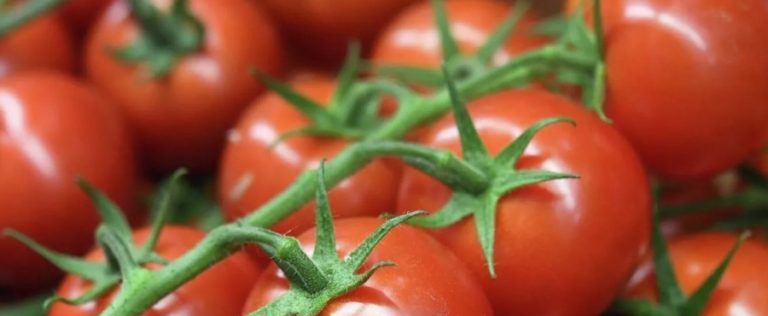 ما تأثير البندورة على إرتفاع ضغط الدم؟