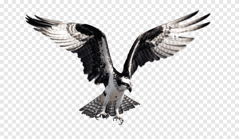 اكتشاف طائر الجوشوك الشمالي في محمية إهدن