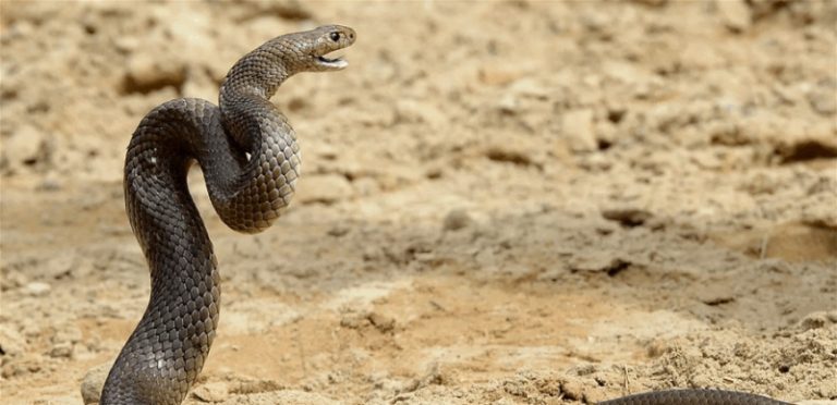 بالفيديو.. أسترالية تعثر على ثعبان في درج ملابس إبنتها!