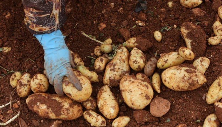 البقاعيون يهجرون القمح والبطاطا: البقاء للمهرّبين