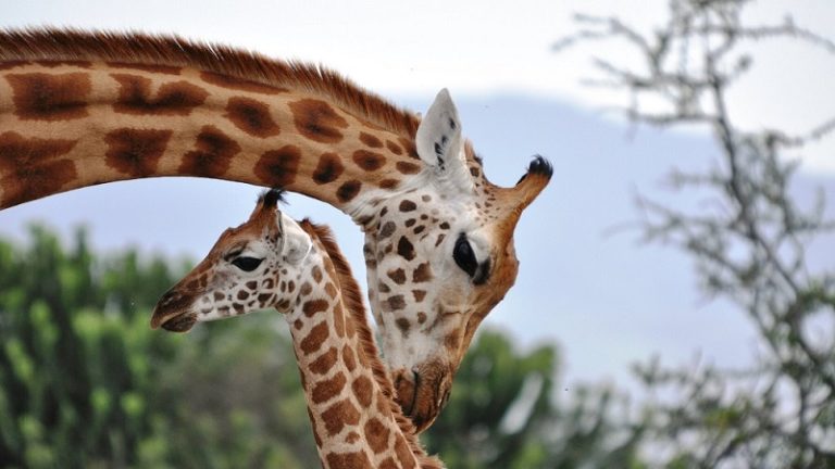 بالفيديو.. زرافتان تقتحمان بطولة للغولف