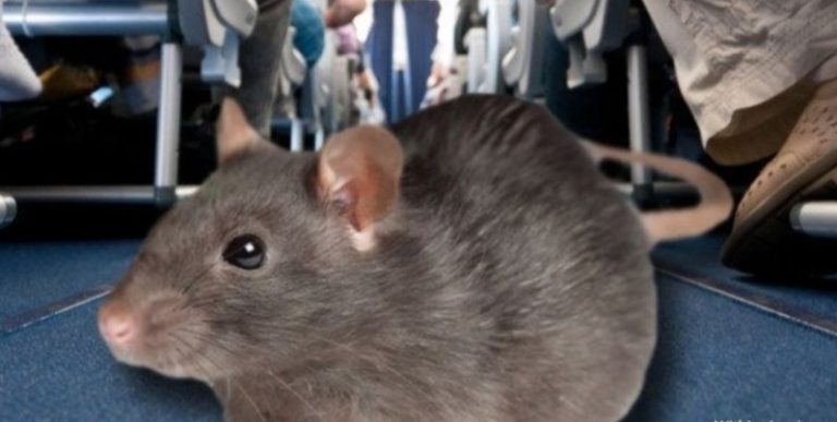 جرذ يؤخر رحلات السفر في المطار!