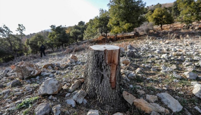 عصابات منظّمة و”هدايا حطب” لنافذين وأمنيين وسياسيين: “اختفاء” ربع المساحات الحرجية في عكار