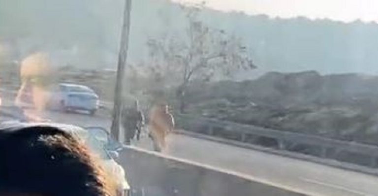 إصابات للعدو بإطلاق نار في “معاليه ادوميم”.. واستشهاد المنفذ (فيديو)