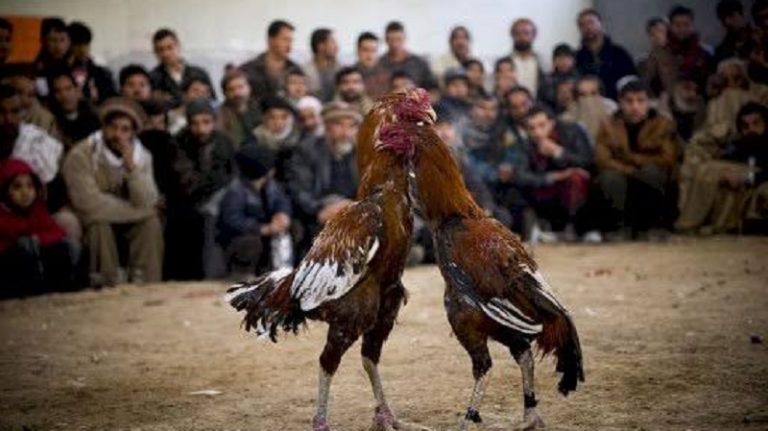 “ضبط” 37 ديكاً لمنع “صراع الديوك”!