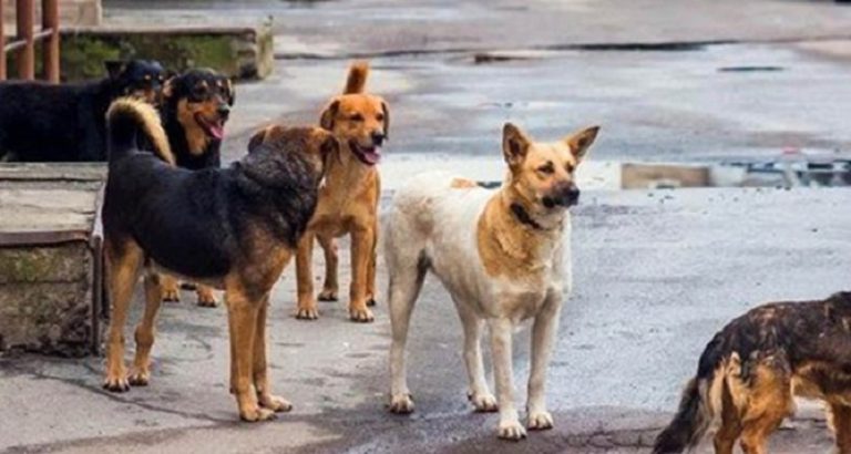 70 ألف كلب شارد.. تنتظر المنظمات الدولية