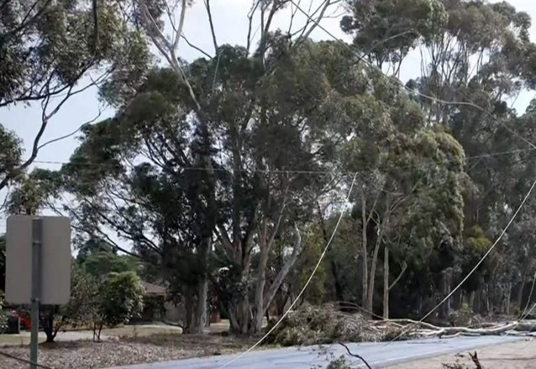 بالفيديو.. قتيل بعواصف في أستراليا