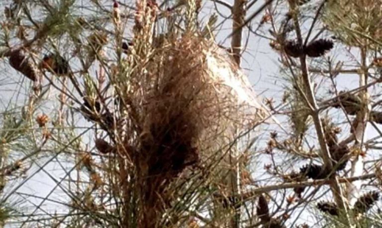 تفشي حشرة الصندل في لبنان.. و”الزراعة” تطمئن