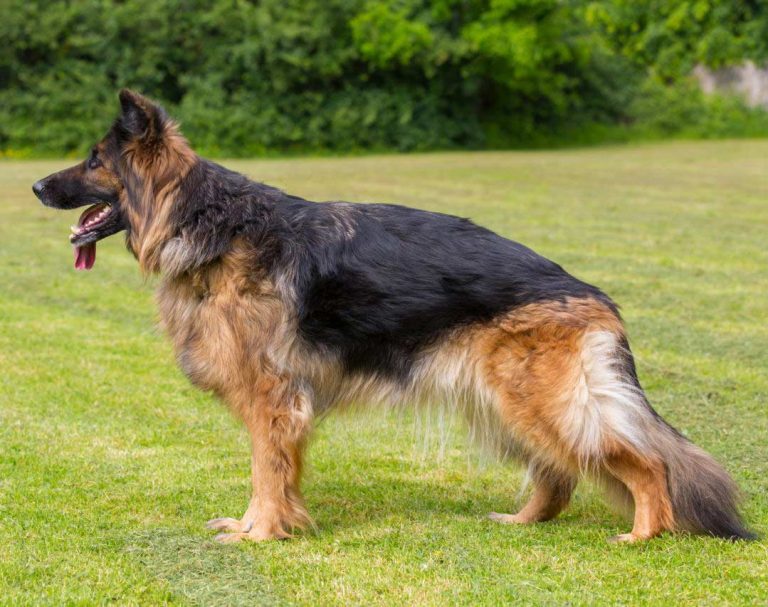 كلب يهجم على طفل في كندا!