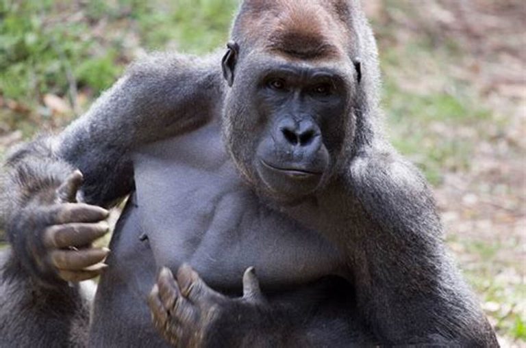 بالفيديو.. غوريلا تطارد حراس الحديقة!