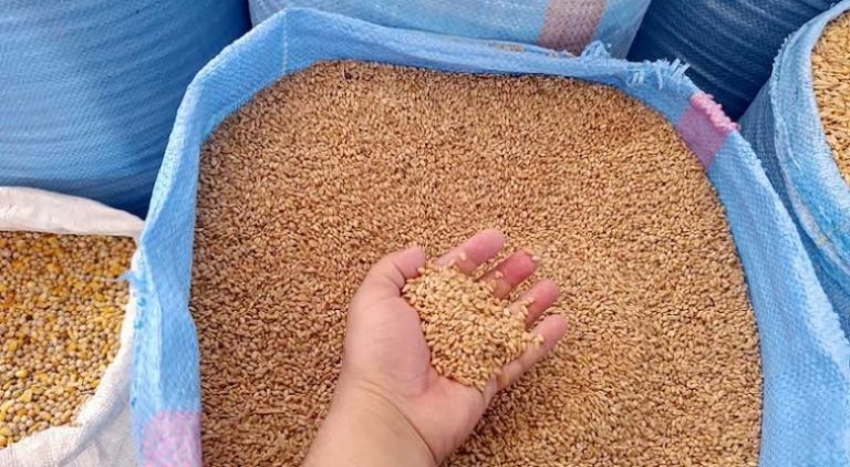 المهل القانونية تعلو على صحة الناس: قاض يسمح بإدخال قمح عفن ومسوّس إلى الأسواق!