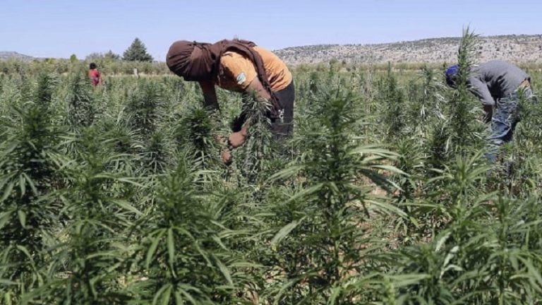 أربع سنوات على تشريع “الحشيشة” والحكومات تتهرّب