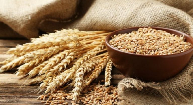 مشروع لإنشاء أهراءات أفقيّة… أين القمح؟