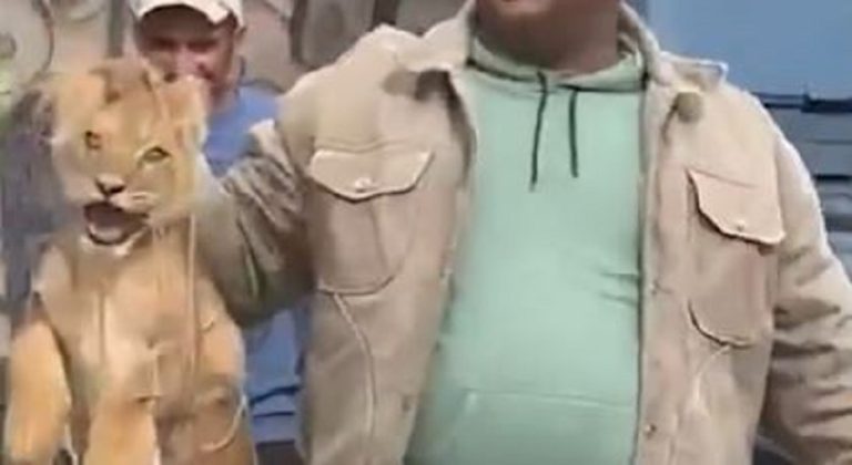 بالفيديو ـ شبل الأسد يستسلم!