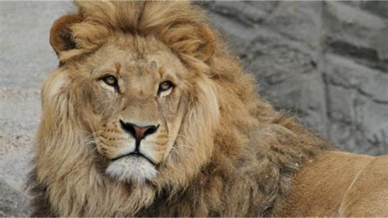 هروب  أسد من إحدى المزارع في طرابلس!