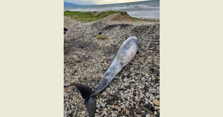 العثور على دلفين نافق على شاطئ عكار