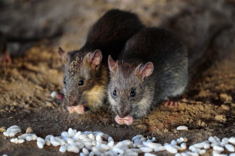 جرذان فلوريدا تتعاطى مخدرات الشرطة!