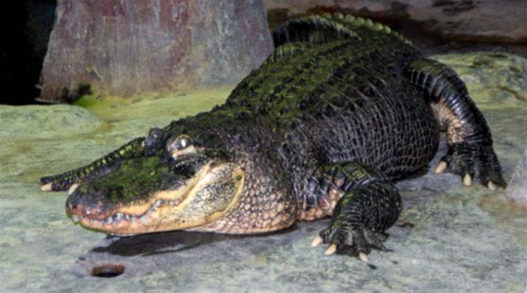 مصادرة تمساح مريض من منزل في نيويورك!