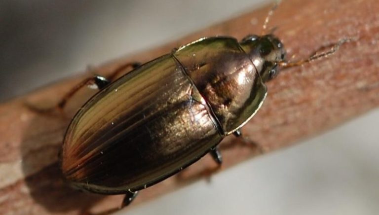 آثار انتشار حشرة “خنفساء الشمس” على الزراعة والنظام البيئي (صورة)