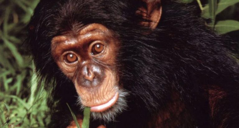 قرد يلتقط “سيلفي” مع سائحين في أندونيسيا! (صورة)