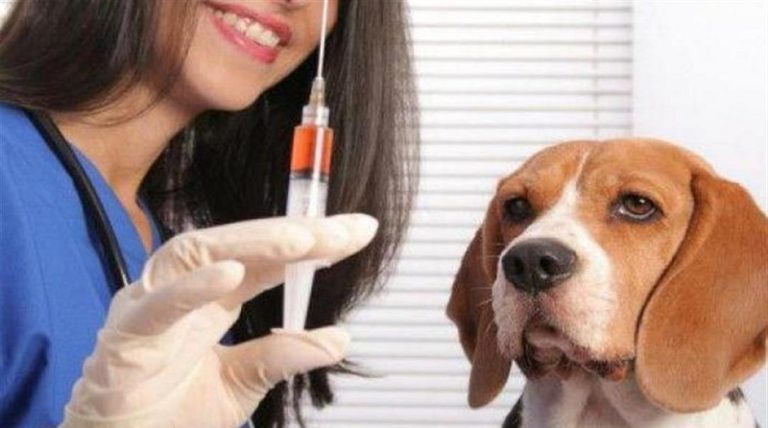 إرشادات “الصحة” لتفادي “داء الكلب”