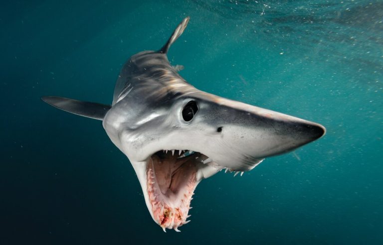 قرش يثير الذعر في مصر! (فيديو)