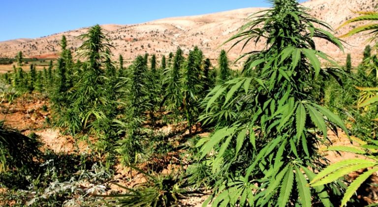تشريع القنّب الهندي لا ينهي الزراعة غير الشرعية!
