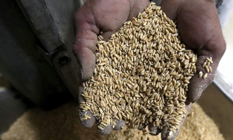 شبهات بـ”تسوية” القمح المتعفّن