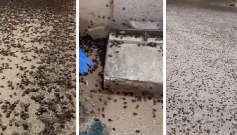 بالفيديو ـ “الخنافس” تجتاح السعودية!