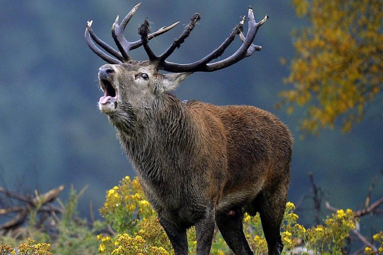 مرض “زومبي الغزلان” ينتشر بين الناس؟