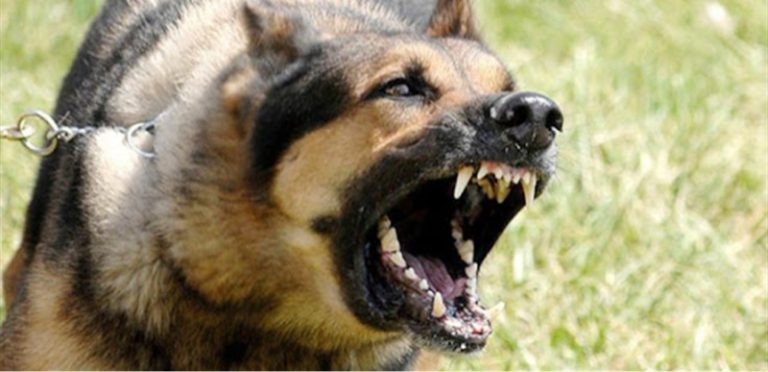 كلب يعض 4 تلاميذ في مدرسة!