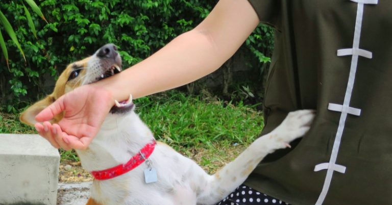 تسجيل 18 إصابة بداء الكلب في تونس