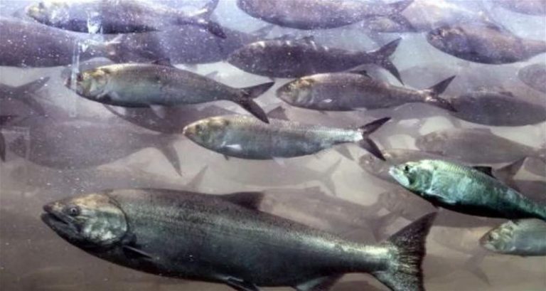 في كاليفورنيا.. ممنوع صيد سمك السلمون!